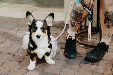 dog in skirt sitting near owner